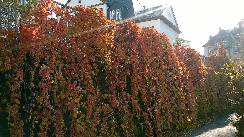 Herbst in Frankfurt-Bornheim