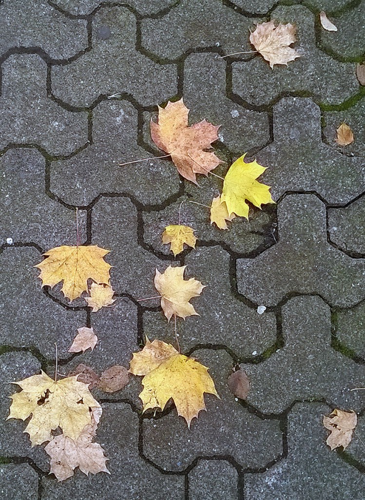 herbst-frankfurt-bornheim-4
