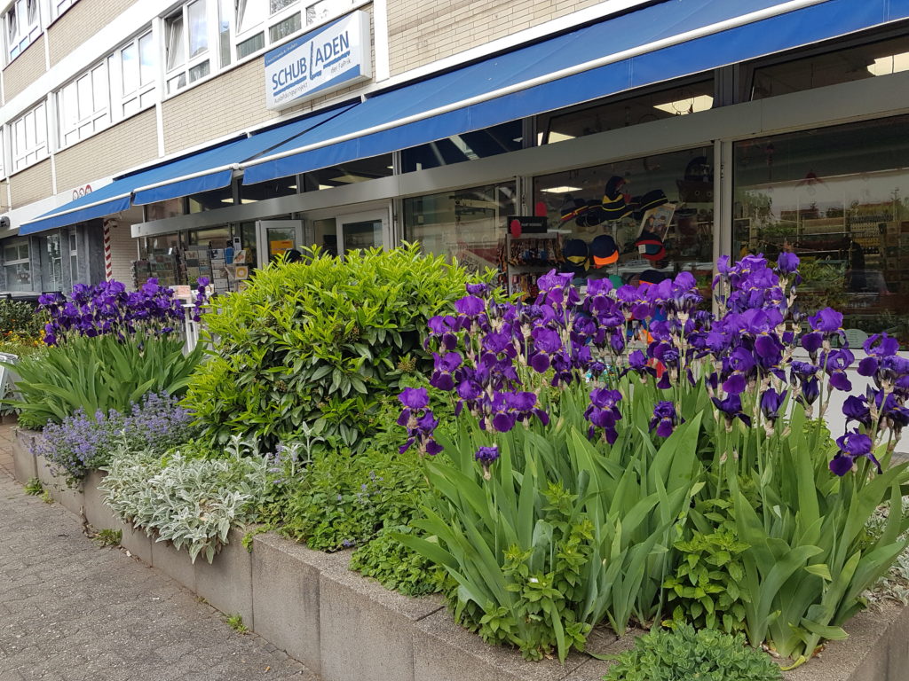 Schöne Blumenbeete in der Spessartstraße in Frankfurt Bornheim